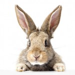 NL202302_AA15Jtch.img